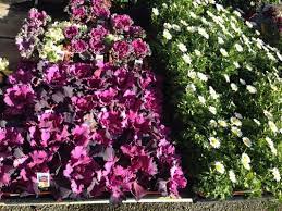 Maybe you would like to learn more about one of these? Summerwinds Nursery Closed 27 Photos 41 Reviews Nurseries Gardening 861 E El Camino Real Sunnyvale Ca Phone Number Yelp
