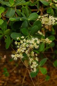 Image result for Terminalia stuhlmannii
