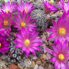 I'll show you how to do this in cactus propagation, below. Pincushion Cactus Seeds Mammillaria For Sale