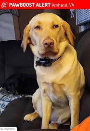 Labradors missing in Deception Bay