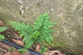 Image result for Selaginella tenerrima