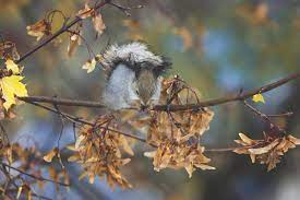 How to harvest seeds from maples. Are Maple Seeds Edible Yes And No The Bitter Sweet Reality