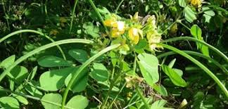 Image result for Senna obtusifolia