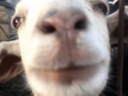 Goat Baby Gif Goat Baby Goats Discover Share Gifs