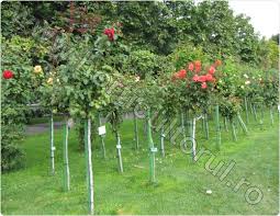 Trandafirii cu trunchi inalt sunt trandafiri altoiti si arata ca niste pomisori, cu flori abundente, oferind un aspect deosebit gradinilor sau teraselor noastre. Trandafiri Cu Trunchi Si Coroana Inmultire Ingrijire Horticultorul Ro