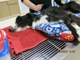 These breeds are very sociable and intelligent. Justice For Ziggy Oregon Humane Society