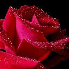 30 Pic Beautiful Rose Wallpapers Free Hd Wallpapers Picture Background Photos Image Free Hq Wall Red Rose Pictures Beautiful Red Roses Beautiful Roses