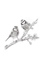 Bird On Branch Drawing Bird Pencil Drawing Bird Branch Art British Bird Art Print Etsy Bird Drawings Bird Pencil Drawing Bird Art Print