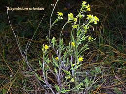Image result for Sisymbrium orientale
