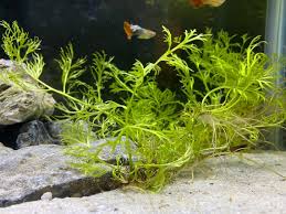 Image result for Ceratopteris thalictroides