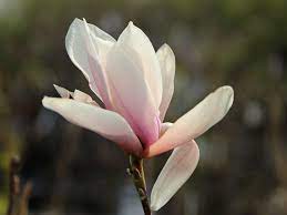 Heaven scent is the best florist in hobbs. Magnolie Heaven Scent Magnolia Soulangiana Heaven Scent Baumschule Horstmann