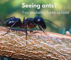 We invite you to stop by and meet our helpful team today. Bj S Consumer S Choice Pest Control 158 Photos Pest Control Service 3740 N Golden State Blvd Turlock Ca 95382