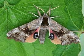 Check spelling or type a new query. One Eyed Sphinx Pennsylvania Moths Inaturalist