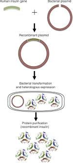 Growth hormone is one of the hormones critical for normal growth in children and adolescents, and it is also involved in regulating metabolism. Scielo Brazil Biopharmaceuticals From Microorganisms From Production To Purification Biopharmaceuticals From Microorganisms From Production To Purification