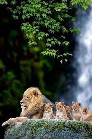 pin by owleyl on beautiful animals animals majestic animals nature animals