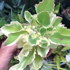 Image result for Kalanchoe laciniata