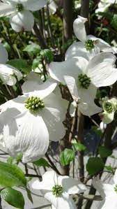 Dogwood trees (cornus spp.) are one of the quintessential flowering trees of spring. Cornus Florida White Cloud Trees Flowering Dogwood Trees Uk