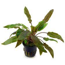 (it is not clear which plants sold in the aquarium trade under this name are the true species. Cryptocoryne Wendtii Mi Oya Aquasabi Aquascaping Shop