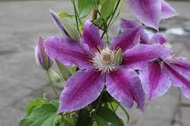 We did not find results for: Clematis Waldrebe Dr Ruppel Lubera De