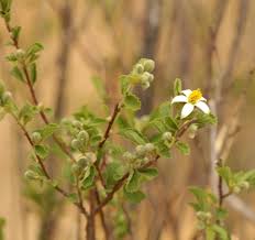 Image result for Grewia avellana