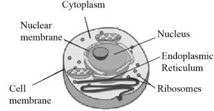 Check spelling or type a new query. Ribosomes Function Structure Where Do Ribosomes Do Video Lesson Transcript Study Com