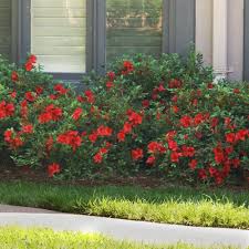 Autumn fire encore azalea has true red blooms that rebloom in summer and fall. Autumn Fire Encore Azaleas For Sale Brighterblooms Com
