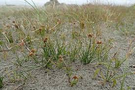 Image result for Schoenus