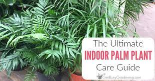 How To Care For Palm Trees Indoors The Ultimate Palm Plant Care Guide