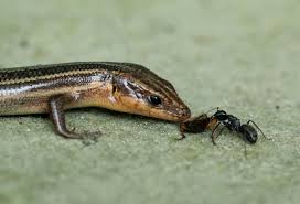 Black And White Tegu Lizard Sc Lizard Vs Ant Lizard Adventure Animals