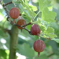 Wann der richtige zeitpunkt für die ernte ist, hängt von dem jeweiligen verwendungszweck ab. Stachelbeeren Pflanzen Pflegen So Geht Es Native Plants