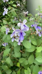 Image result for Rotheca wildii