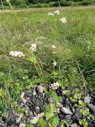 Image result for Fagopyrum snowdenii