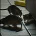 Rats drop in on 15 South Florida restaurants