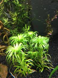 Image result for Syngonanthus