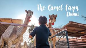 Why can't we get a camel? The Camel Farm Dubai Youtube