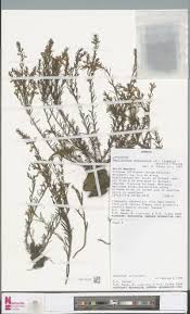 Image result for Pavetta redheadii