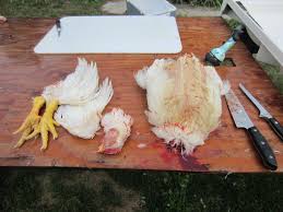 After processing, you need enough freezer space to keep your chickens until you eat or sell them. Butchering The Backyard Chicken