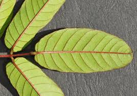 Image result for Millettia bussei