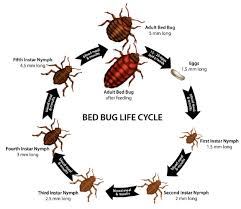 Our pest control service in toronto includes cockroach control, bed bug exterminator, mice control, ant removal, wasps nest removal, bee nests. Bed Bug Exterminator Toronto Bed Bugs Removal Toronto