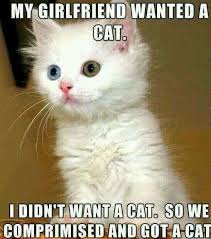 Funny Animal Pictures Funny Cat Memes Funny Cat Pictures Cute Animal Memes