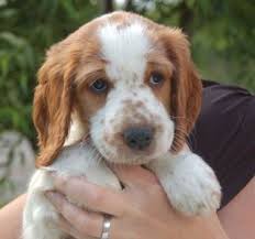 Welsh Springer Spaniel Pup Welsh Springer Spaniel Springer Spaniel Spaniel
