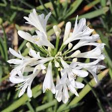 Image result for Agapanthus praecox
