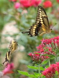 Image result for Pentas schumanniana