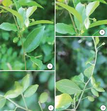 Image result for Vernonia longipedunculata