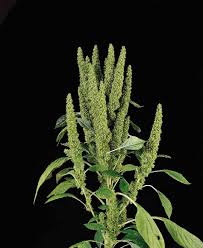 Image result for Amaranthus thunbergii
