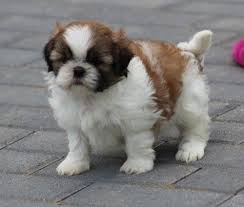 See more of shitzu puppies on facebook. Shih Tzu Puppies For Sale Bowling Green Ky 239191
