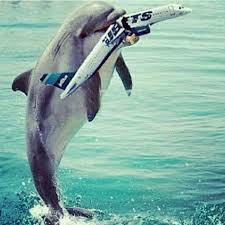 Go Phins Nfl Miami Dolphins Miami Dolphins Miami Dolphins Football