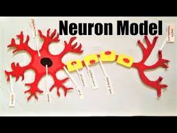 Neuron Structure Model Project For School Science Exhibition Diagram Youtube In 2020 Science Models Neuron Structure Neurons