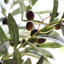 Cara budidaya buah zaitun di indonesia kampustani com. Hijau Tanaman Buatan Daun Zaitun 72cm Bunga Buatan Hidup Tanaman Pesta Pernikahan Dekorasi Meja Dekorasi Vas Rumah Artificial Flowers Plants Artificial Flowersartificial Flowers Leaves Aliexpress