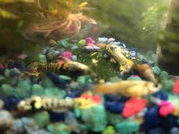 Maybe you would like to learn more about one of these? Cleaning Bacteria Tetra